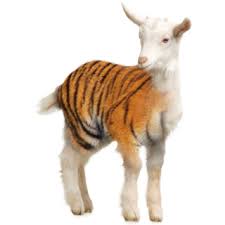 Image result for goats