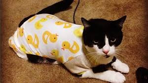 Image result for cats in pajamas