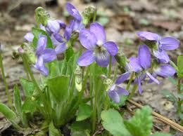 Viola hirta L. | Plants of the World Online | Kew Science