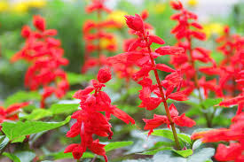 Salvia splendens (Scarlet Sage)