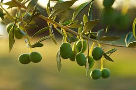 Risultati immagini per olive