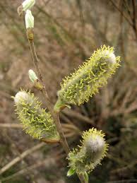 Salix daphnoides Vill.