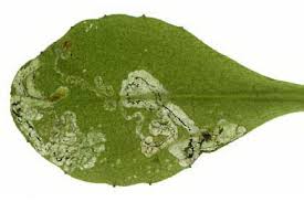 Liriomyza pusilla [Diptera: Agromyzidae] in Leaf and stem mines of ...