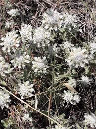 Teucrium polium L., Poley (World flora) - Pl@ntNet identify