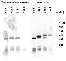 Evolution and structure of 5S rDNA loci in allotetraploid Nicotiana ...