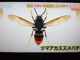 「韓国 スズメバチ」の画像検索結果
