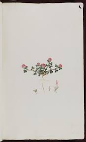 clover 141764 Trifolium cherleri L. / Sibthrop, J., Smith, J.E., Flora ...