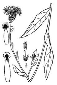 Plants Profile for Centaurea nigrescens (Tyrol knapweed)