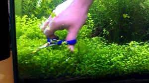 Image result for Micranthemum umbrosum