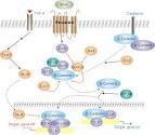 Hedgehog Signaling Pathway Cell Signaling Technology