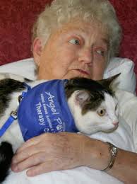 Therapy cats are in especially high demand! Picture. Autum, Angel Paws Therapy Cat - 2304505