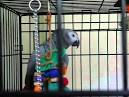 pictures of 2 parrots singing and talking doing something