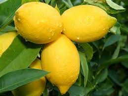 Image result for lemon images