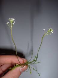 Teesdalia coronopifolia Calflora