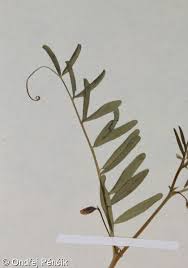 Vicia articulata - Database of the Czech flora and vegetation