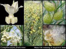 Gomphocarpus fruticosus (L.) W.T.Aiton: FloraBase: Flora of ...