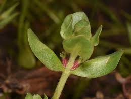 Lythrum borysthenicum (M.Bieb. ex Schrank) Litv. | Plants of the ...