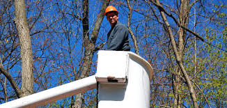 Tree Service Contractor