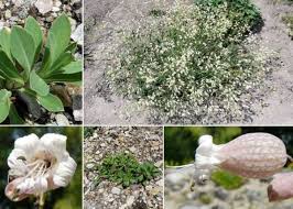 Silene vulgaris (Moench) Garcke subsp. prostrata (Gaudin) Schinz ...