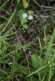 Stellaria longifolia - Michigan Flora