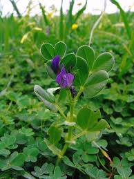 Vicia narbonensis L. | Plants of the World Online | Kew Science