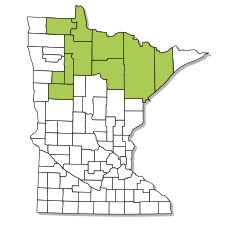 Drosera anglica : English Sundew | Rare Species Guide | Minnesota ...