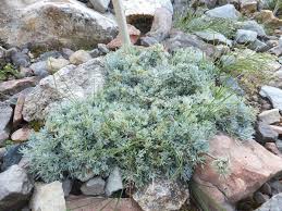 Artemisia nitida - Wikispecies