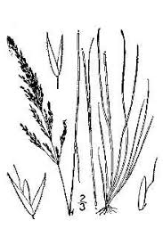 Plants Profile for Agrostis canina (velvet bentgrass)