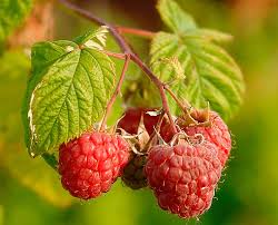 Rubus - Wikipedia