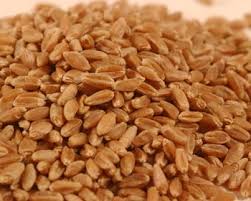 Image result for pictures of wheat