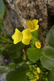 Barbarea rupicola Moris | Plants of the World Online | Kew Science