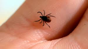 A vaccine for Lyme disease is in its final clinical trial