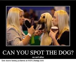 All fake blondes #meme #funny #blond #dog #lol | Meme | Pinterest ... via Relatably.com