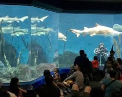 Image of Maritime Aquarium, Norwalk, Connecticut