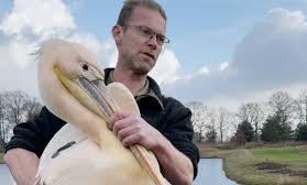 Verdwaalde roze pelikaan werd vermist in België en is eindelijk gevangen