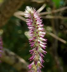 Achyranthes sicula (Devil's horsewhip) : MaltaWildPlants.com - the ...