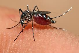 Image result for zika virus
