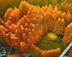 대전 장태산자연휴양림 전경 메타세쿼이아 숲, AI로 생성