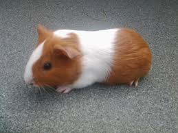 Image result for guinea pig