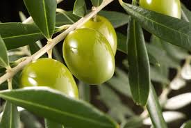 Resultado de imagen para olivo