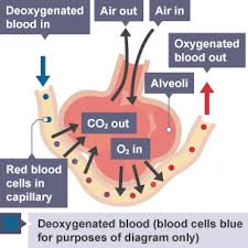 Image result for the lungs a level biology