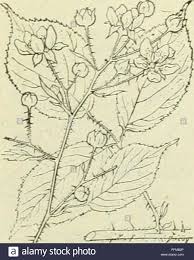 . De flora van Nederland. Plants. Rubus foÃ¼osus Fig. 672.. 1 ...