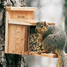 Image result for squirrel at wooden bird feeder