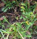 Leucanthemopsis alpina (L.) Heywood subsp ... - FLORA::uniud