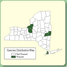 Anchusa arvensis - Species Page - NYFA: New York Flora Atlas