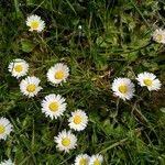 Bellis perennis L., Daisy (World flora) - Pl@ntNet identify