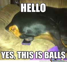 Yes This Is Dog Hello Memes. Best Collection of Funny Yes This Is ... via Relatably.com