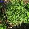 Melic Grass Melica transsilvanica 'Red Spires'