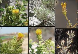 Species diversification in the Mediterranean genus Chiliadenus ...
