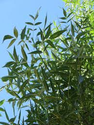 Fraxinus oxycarpa (angustifolia) 'Raywood' - Boething Treeland Farms